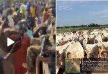 Mazauna Kauye Sun yi Murna Yayin da Sojoji Suka Dakile Harin Ta’addanci, Sun Kwato Shanu a Sakkwato
