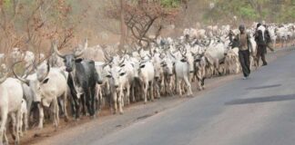 Herdsmen